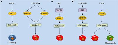 Diverse Epigenetic Regulations of Macrophages in Atherosclerosis